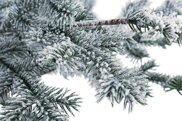 BIZZOTTO ALBERO DI NATALE MOD. PINO ELBRUS INNEVATO H125 CM - immagine 2
