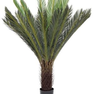 0172619 pianta palma cycas c vaso 28foglie h120 1648382880