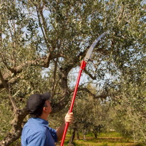 Raccolta olive