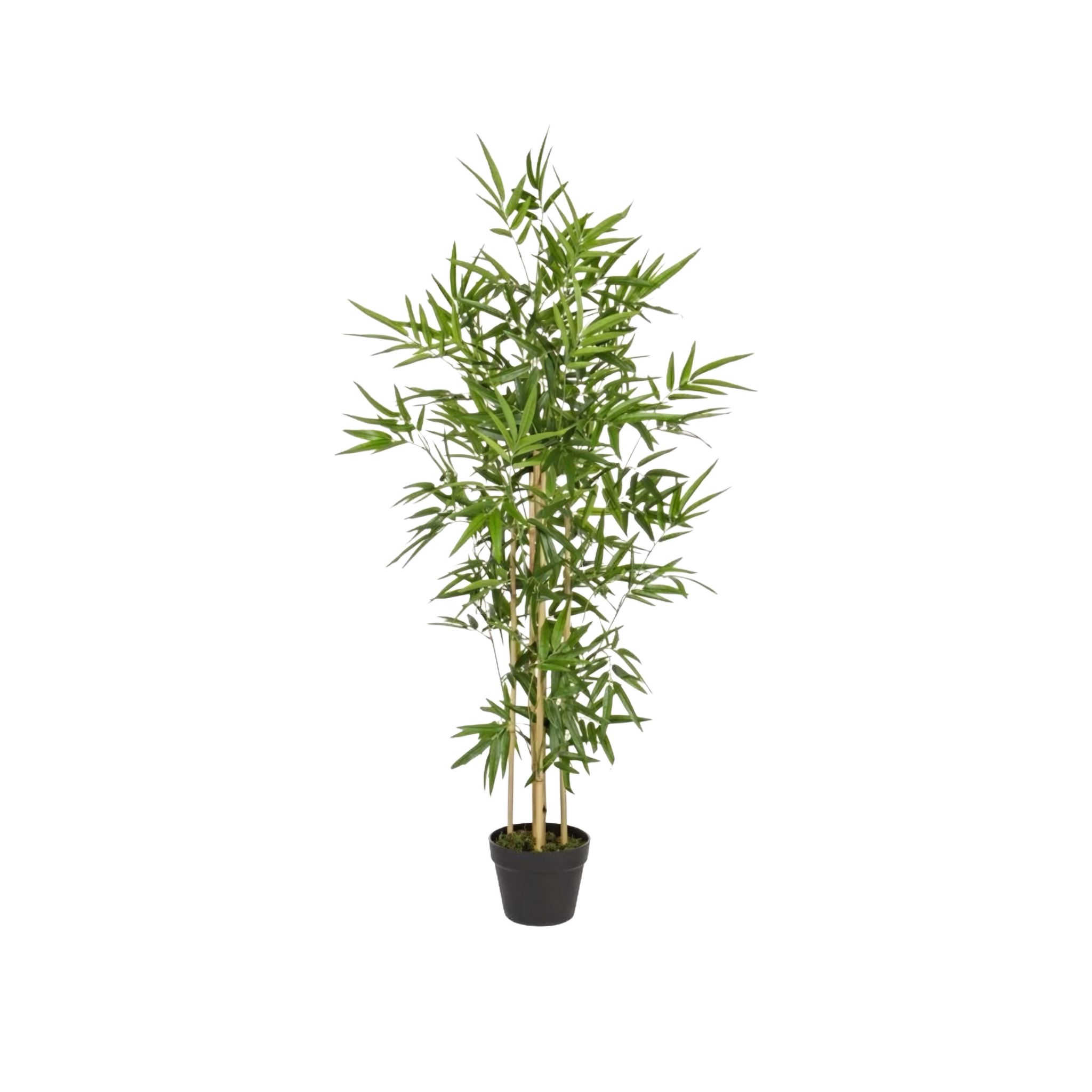 BIZZOTTO PIANTA BAMBOO C/VASO H130CM 0172384