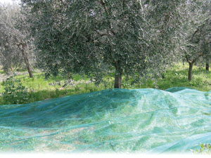 RETE RACCOLTA OLIVE PUGLIESE ANTISPINE 4X8 COD. 606708